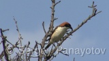 Video of Woodchat Shrike - Woodchat Shrike hunting near to the nest